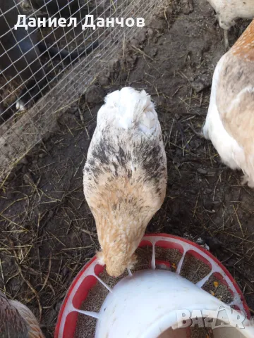 Оплодени яйца от Араукана, снимка 10 - други­ - 48810608