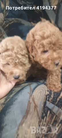 Той пудел , снимка 4 - Пудели - 52187637