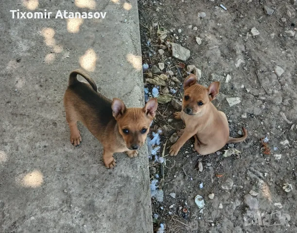 Пинчер.         ., снимка 2 - Пинчер - 56120930