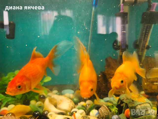 обурудван аквариум с рибки , снимка 2 - Рибки - 52796615
