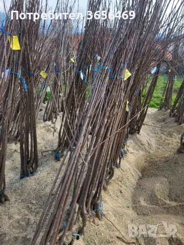 Продавам черешови дръвчета от сортовете:Червена Регина и Жълта Драганова