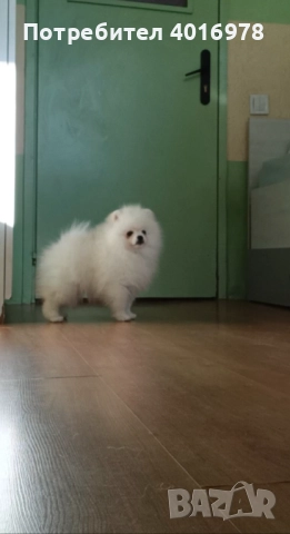 Померани Момчета с Родословие , снимка 2 - Померан - 52748219