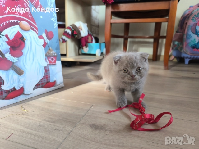 Британски и шотландски котенца, снимка 4 - Британска късокосместа - 52602908