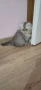 Персийско котенце, снимка 2