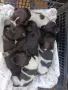 Продава Чистокръвни Малки Дратхари , снимка 1