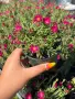 Делосперма/Delosperma cultivars sel® ‘LIDO MAGENTA’, снимка 2