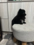 Продавам померан, снимка 8