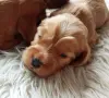 кокер шпаньол английски игриво бебенце, снимка 2