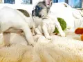 Френски булдог бебета, снимка 4