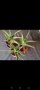 Aлое/Aloe arborescens/, снимка 1 - Стайни растения - 41353900