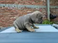 Син фаун момиченце френски булдог , снимка 3