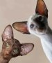 Ориенталско и Сиамско коте - котка, снимка 1 - Сиамска - 44505319