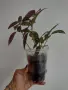 Руелия, ruellia Makoyana, снимка 3