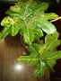 Традесканция рео, кротон,христов венец и други цветя/бамбук/цени в описанието , снимка 17