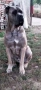 Cane Corso Italiano, снимка 17