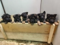 Малки немски овчарки, снимка 3