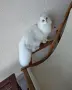 Британски котарак за разплод, снимка 3