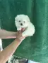Малък шпиц момче , снимка 5