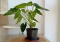 Антуриум с цвят /Anthurium/, снимка 1