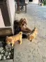 Кавапу & Cavapoo, снимка 5