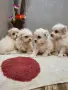 мини малтийски болонки, снимка 3