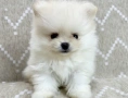 Померан мини , снимка 5