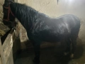 8 годишен кон, снимка 3