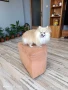 померан момиче , снимка 3