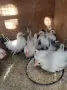 Кокошки шабо..., снимка 4