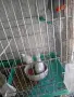 диамантени Гугутки , снимка 5