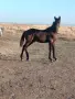 Продавам дунавче, снимка 2