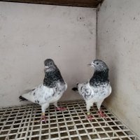  Пакистански гълъби , снимка 7 - Гълъби - 41985610
