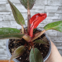 Филодендрон  червен., снимка 3 - Стайни растения - 44732979