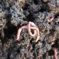 Биотор от червени калифорнийски червеи в чували (вермикмпост, лумбрикомпост, биохумус), снимка 8 - Тор и почвени смеси - 35727385