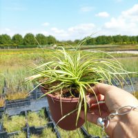 Карекс Евърголд, Carex oshimensis "Evergold", студоустойчива трева!!, снимка 9 - Градински цветя и растения - 42241429