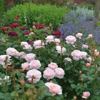 Роза 19, снимка 3 - Градински цветя и растения - 36092056