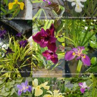 Продавам водни, езерни растения, цветя и водни лилии, снимка 7 - Градински цветя и растения - 28830827