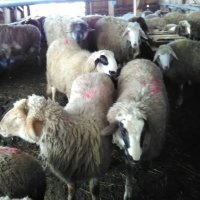Продават се кочове,шилета и агнета, снимка 4 - Овце - 39505595