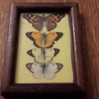 Колекция от пеперуди рамкирани  120лв за всички , снимка 3 - Колекции - 40701500