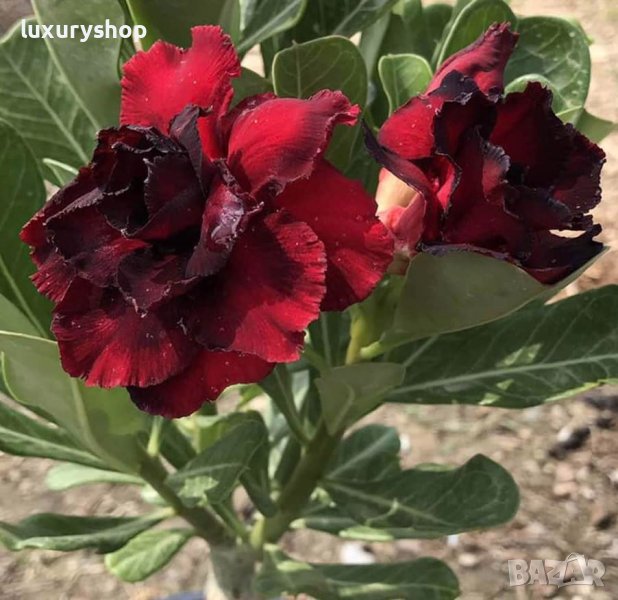 Корени готови за засаждане ” Черна Роза ”, " Нефрит ", " Дъгова " внос Холандия, сертифицирани, снимка 1