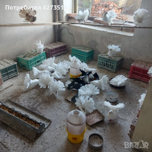 Продавам гълъби Финерлии - бели, сиви и пъстри., снимка 1