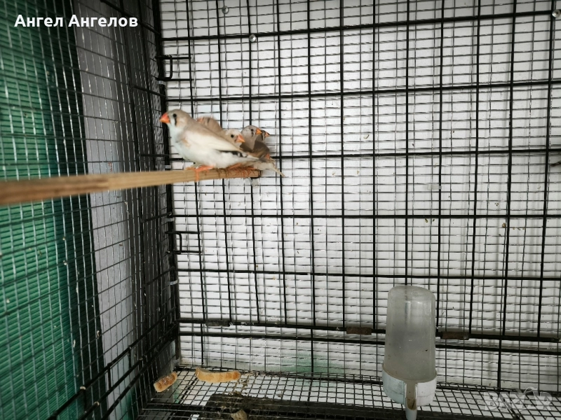 зеброви амадини , снимка 1