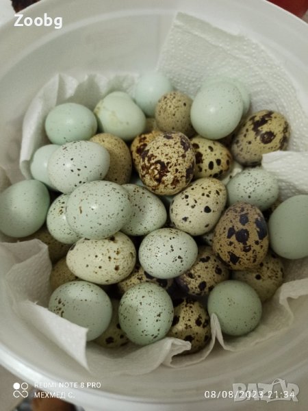 яйца от пъдпъдъци Селадона и Бял Английски, снимка 1