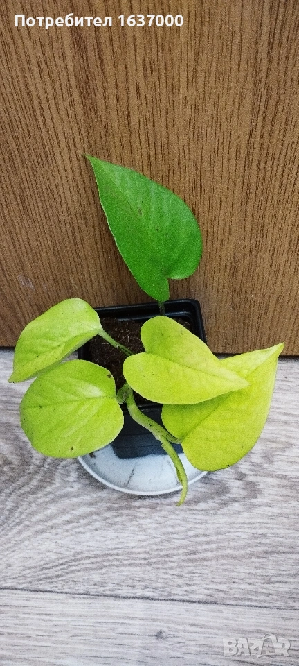 Епипремнум Neon , снимка 1