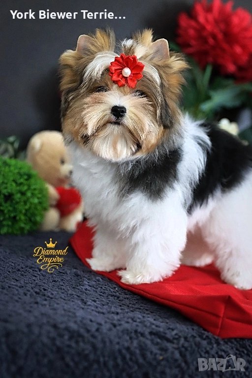Йоркширски Териер! Елитни кученцата с родословие ! Доставка , снимка 1
