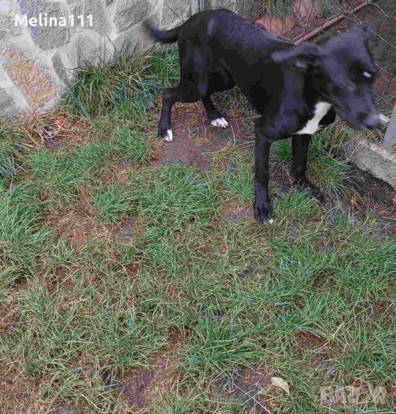 две момичета търсят дом с грижа , снимка 1