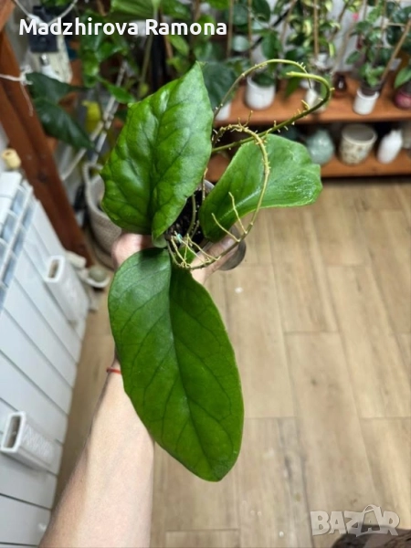 Hoya ah 032 , снимка 1