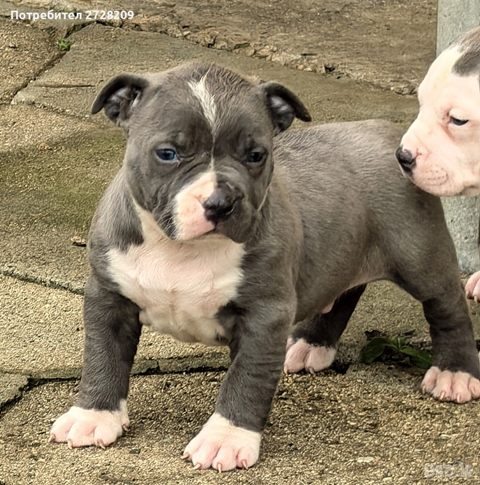 Американско Були Хл/American Bully XL , снимка 1