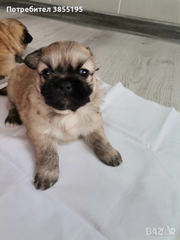 продам малки пекинезчета, снимка 1