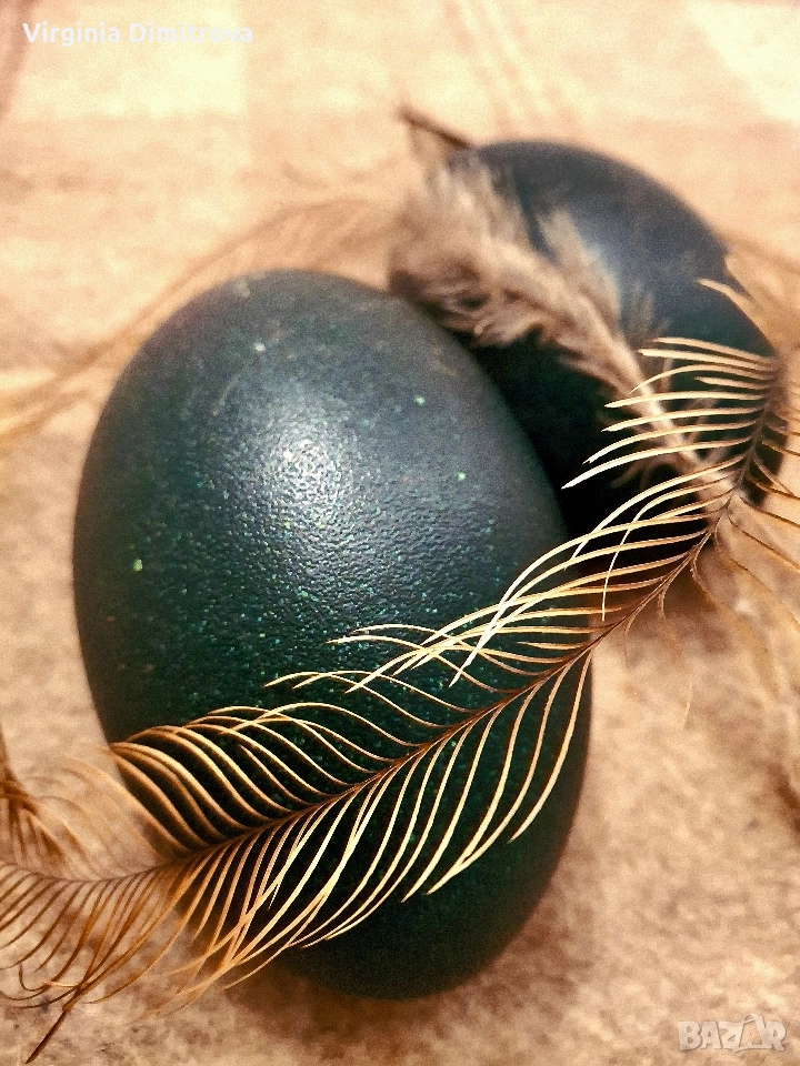 Оплодени яйца от Ему , снимка 1